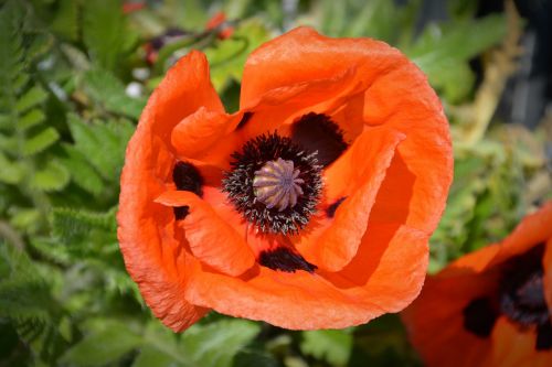 poppy blossom bloom