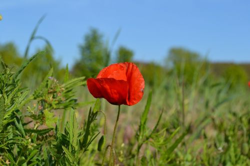 poppy flower nature