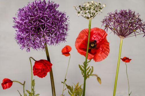 poppy poppy flower klatschmohn