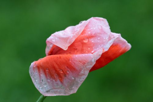poppy papaver rhoeas klatschmohn