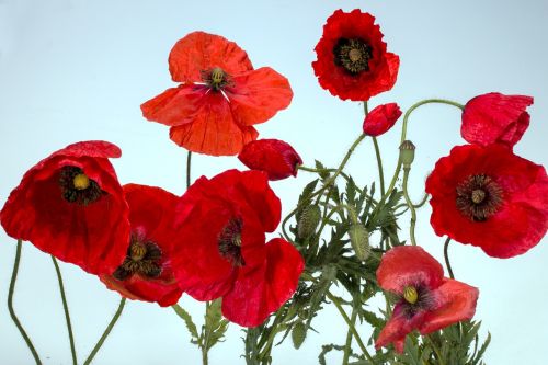 poppy klatschmohn macro