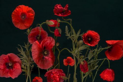 poppy klatschmohn macro