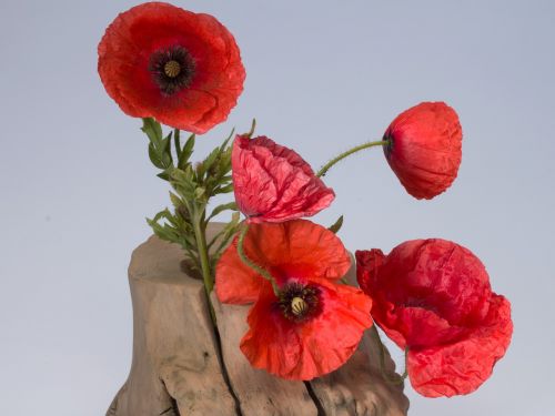 poppy klatschmohn poppy flower