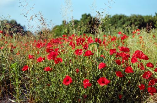 poppy flower blossom