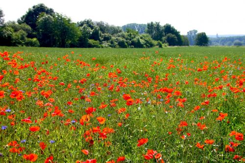 poppy flowers nature