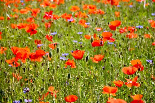 poppy flowers field