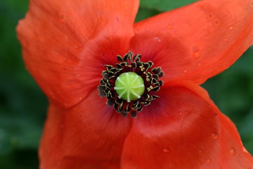 poppy papaver rhoeas klatschmohn