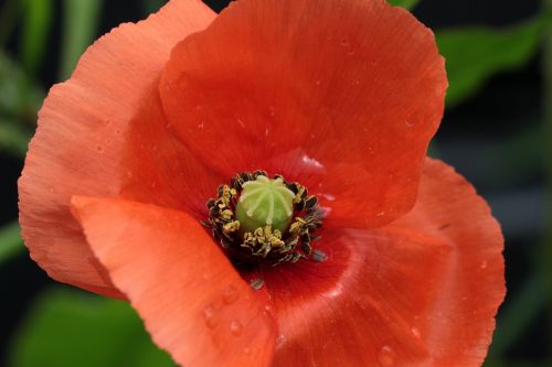 poppy papaver rhoeas klatschmohn