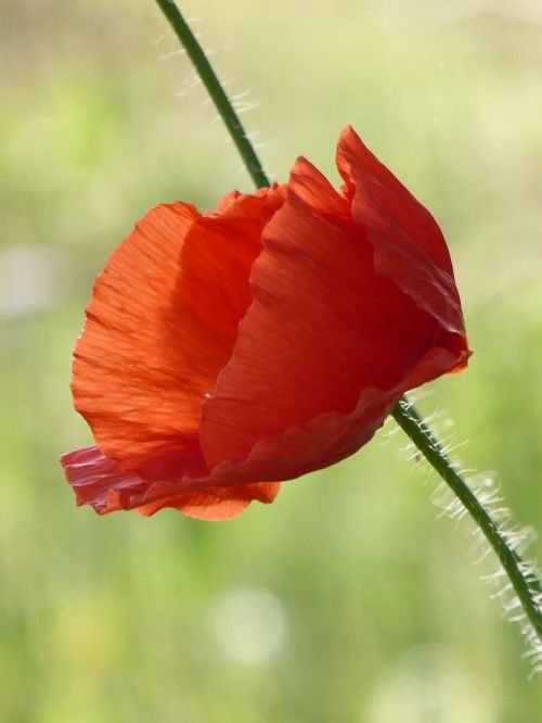 poppy red red poppy