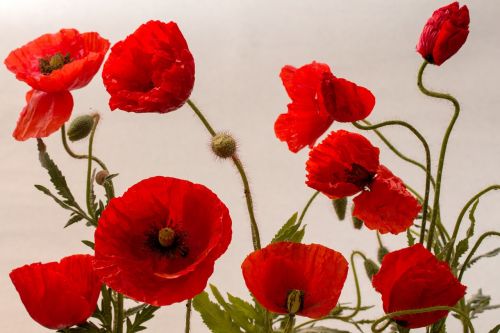 poppy klatschmohn blossom