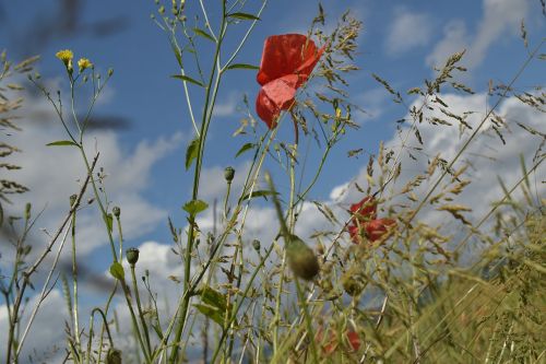 poppy close meadow