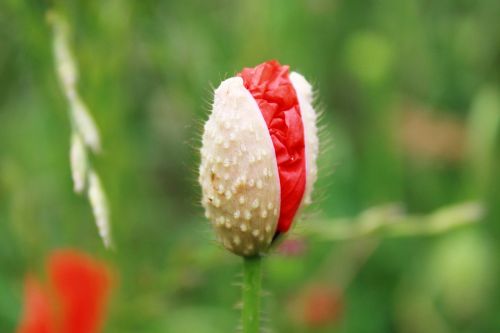 poppy poppy flower red poppy