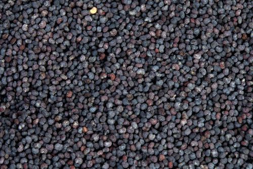poppy blue poppy seeds