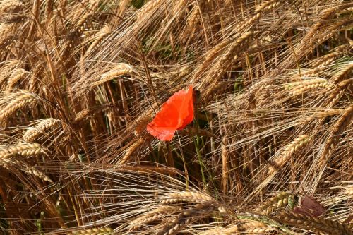 poppy cornfield barley
