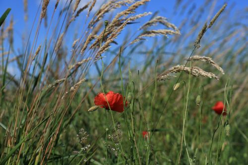 poppies meadow red