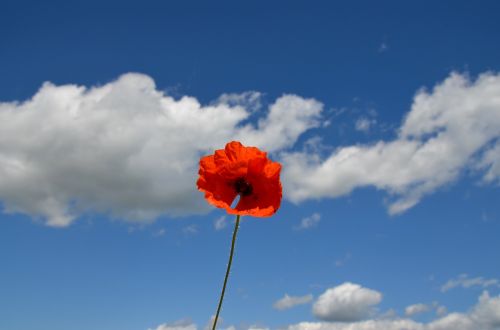 poppy flower nature