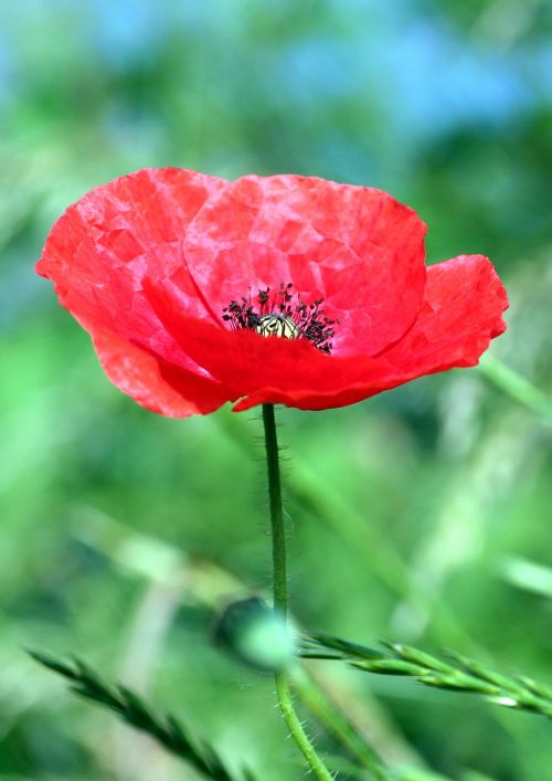 poppy flower red