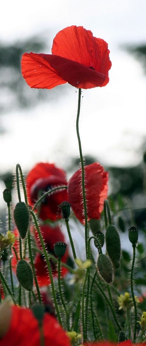 poppy wind nature