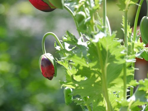 poppy red blossom