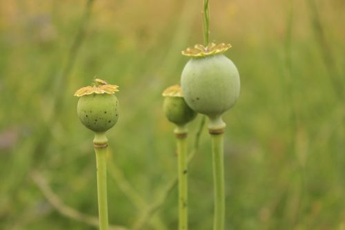 poppy seeds seedhead