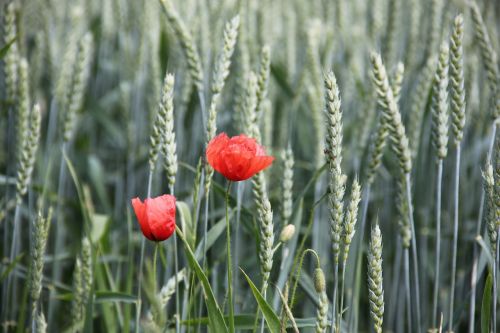 poppy grain cornfield