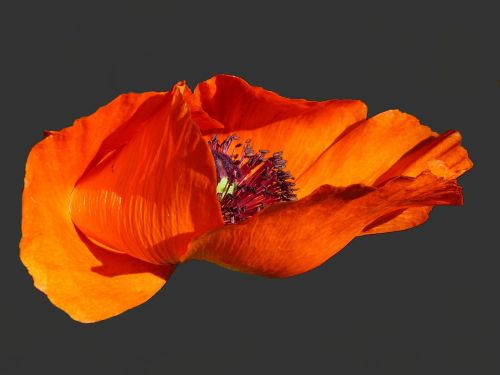 poppy klatschmohn flower