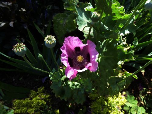 poppy blossom bloom