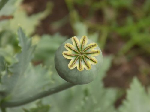 poppy flower green