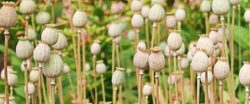 poppy poppy butt plant