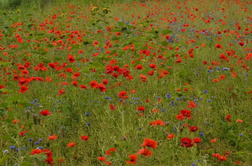 poppy field field flowers