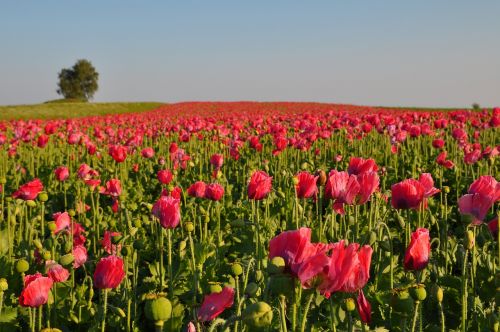 poppy thriving mohnfeld nature