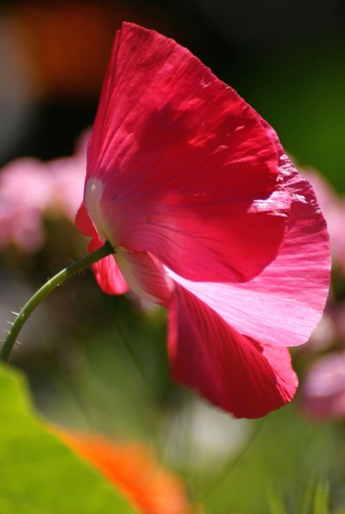 poppy flower meadow summer