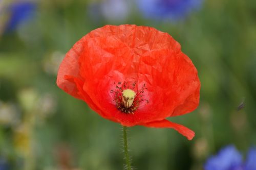 poppy red red poppy