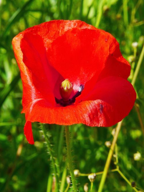 poppy flower meadow red