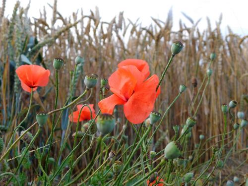 poppy poppy buds mohngewaechs