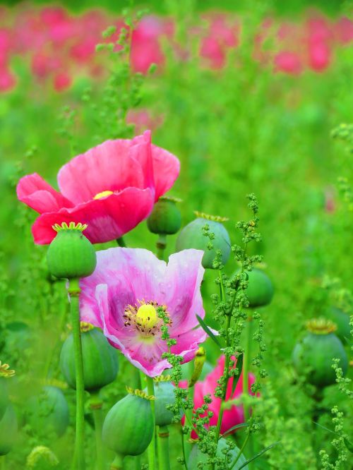 poppy blossom bloom