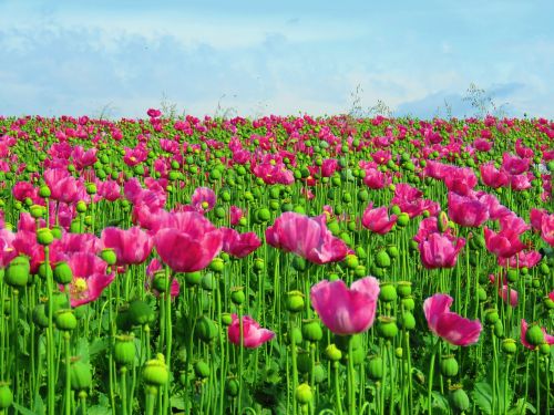 poppy field opium poppy