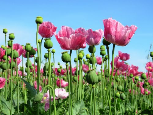 poppy opium poppy pink