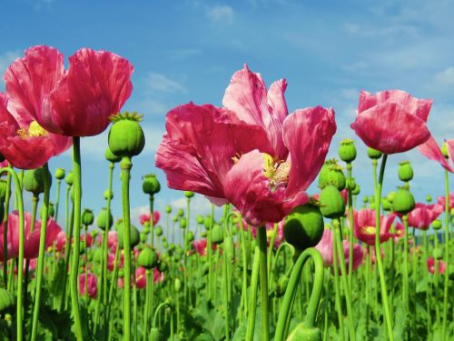 poppy opium poppy field
