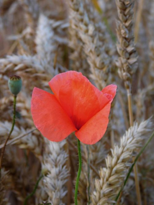 poppy in field grains