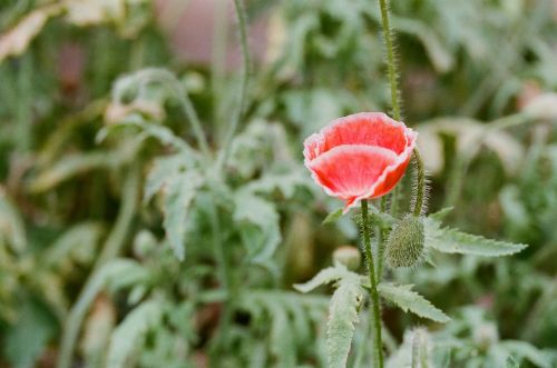 poppy flower red