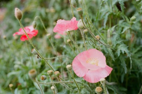 poppy flower garden