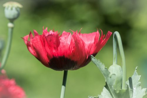 poppy red red poppy