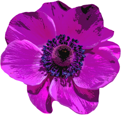 poppy blossom bloom