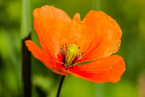 poppy klatschmohn poppy flower