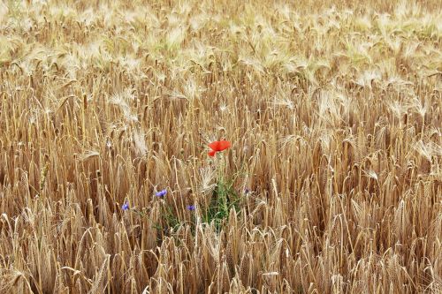 poppy cornfield field