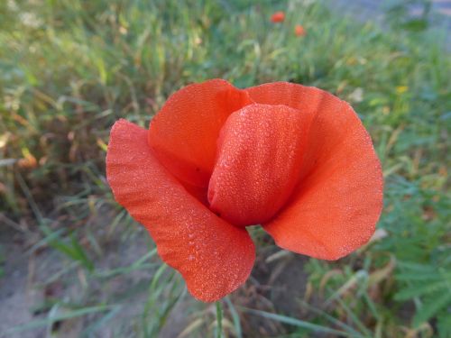 poppy morning dew flower