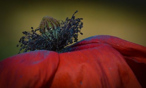 poppy flower plant