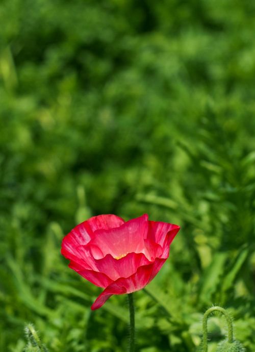 poppy red natural