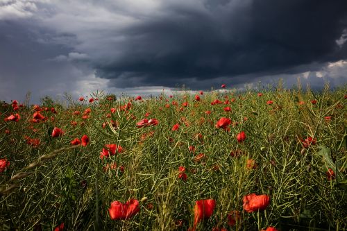 poppy cloud storm